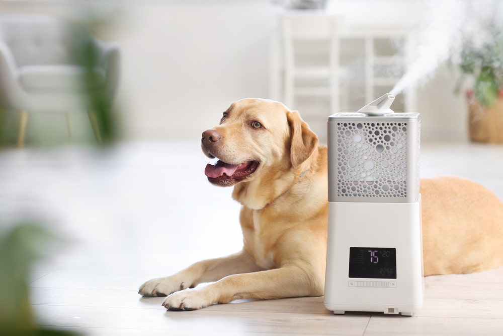 Are Humidifiers Good For Dogs