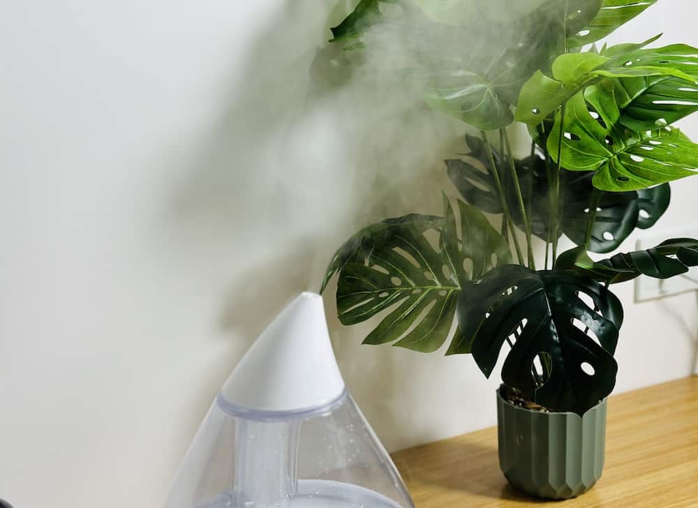 Proper humidifier placement for plants