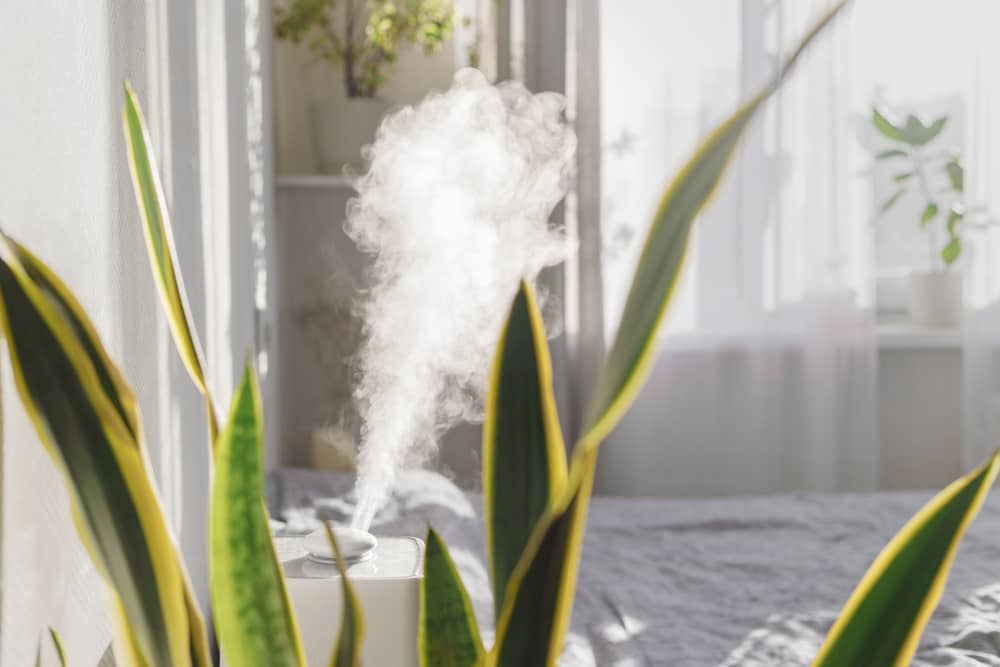 best humidifier placements for plants