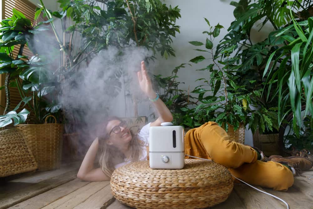 humidifier placement for plants