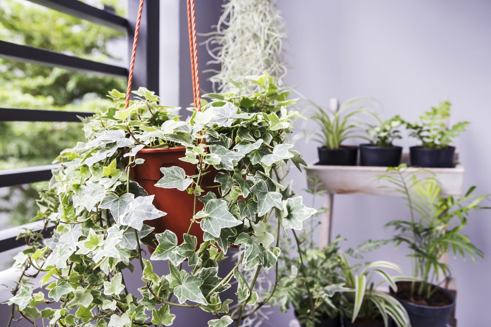 humidity absorbing plants
