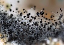 Black Stuff In My Dehumidifier: What Is It & How To Get Rid Of It?