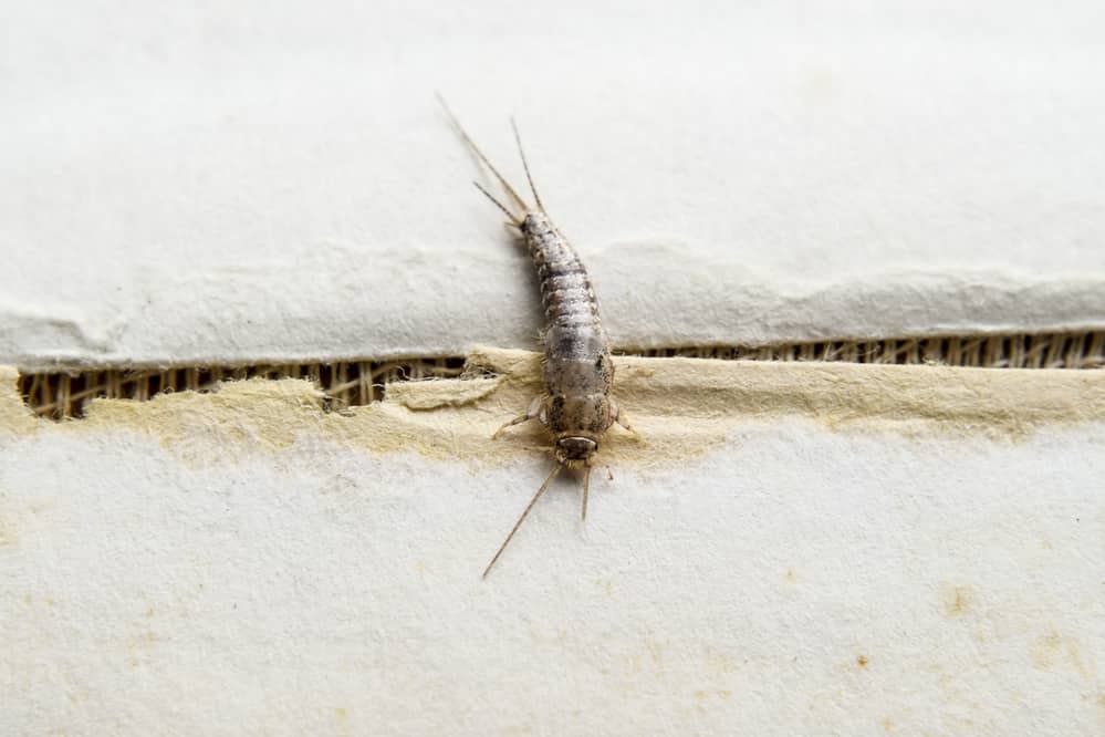 can a dehumidifier get rid of bugs