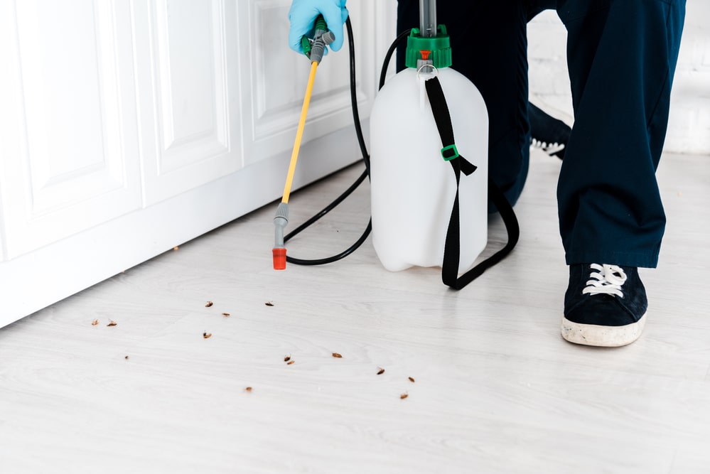 why you should kill bugs at home