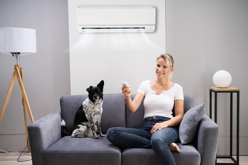 pets need air conditioner